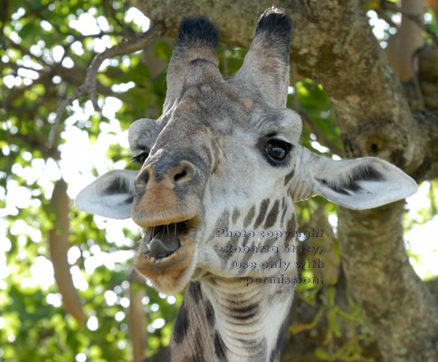 Masai giraffe, close-up