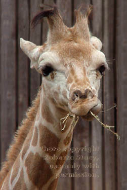 reticulated giraffe, 6-month-old male