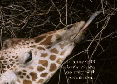 reticulated giraffe reaching for food