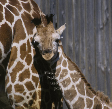 36-day-old giraffe & mom