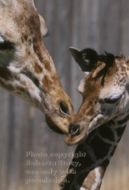 reticulated giraffe & calf