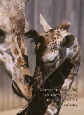 giraffe & her young calf