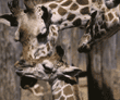 reticulated giraffes & calf