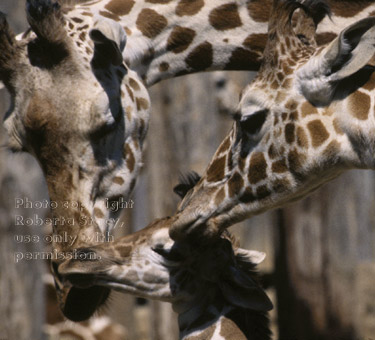 reticulated giraffes & calf