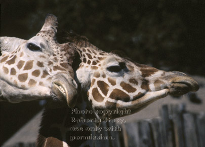 reticulated giraffes