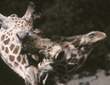 reticulated giraffes