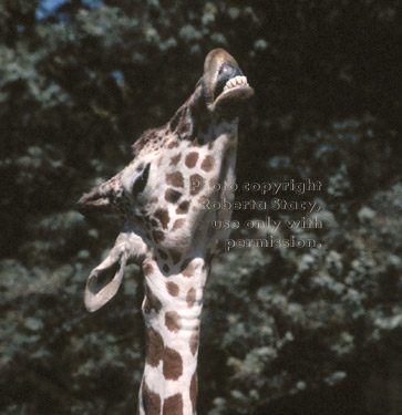 reticulated giraffe showing bottom teeth