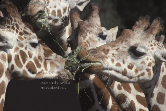 reticulated giraffes sharing food