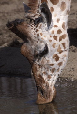 reticulated giraffe drinking