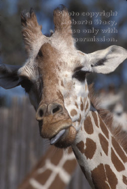 reticulated giraffe