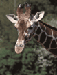 reticulated giraffe