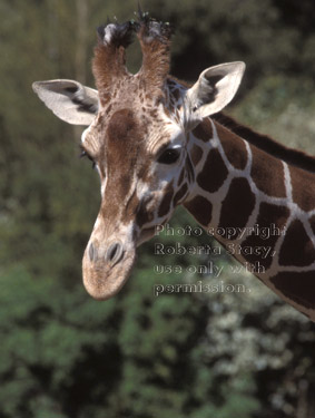 reticulated giraffe