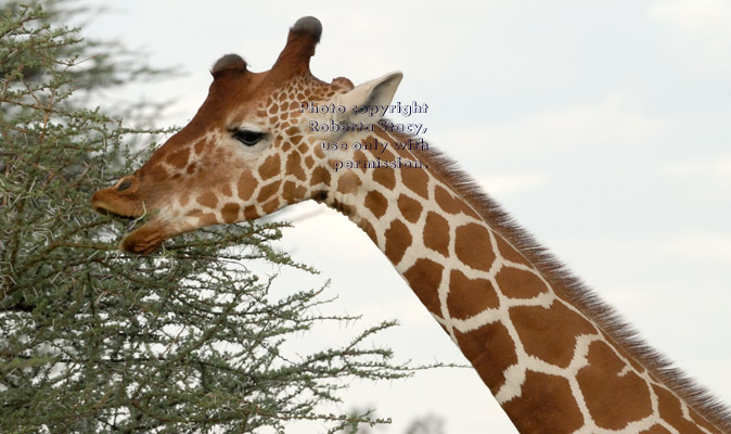 reticulated giraffe