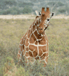 reticulated giraffe