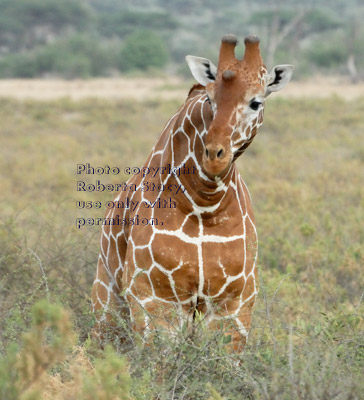 reticulated giraffe