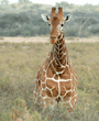 reticulated giraffe