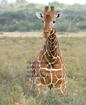 reticulated giraffe