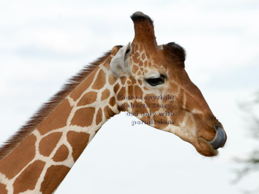 reticulated giraffe