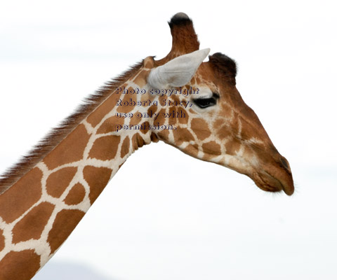 reticulated giraffe