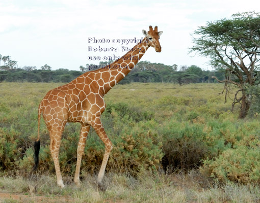 reticulated giraffe walking