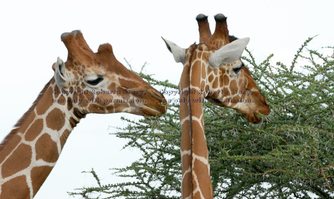  two reticulated giraffes eating acacia tree branches