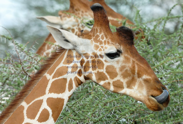 reticulated giraffes