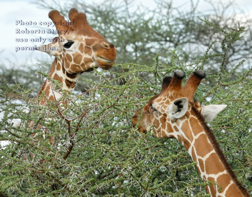 reticulated giraffes eating