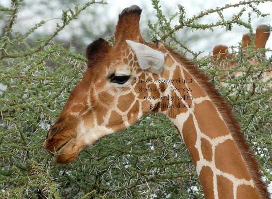 reticulated giraffe eating