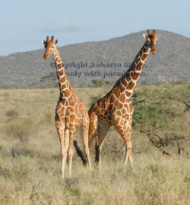 two reticulated giraffes