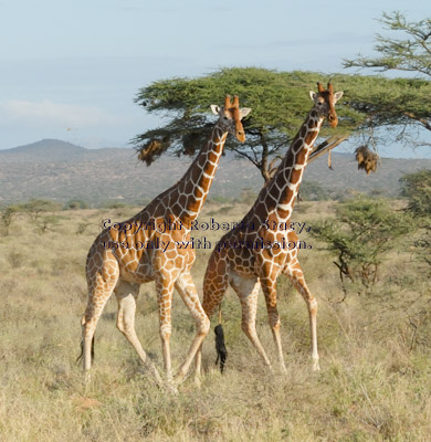 two reticulated giraffes in motion