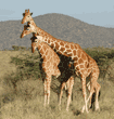 three reticulated giraffes