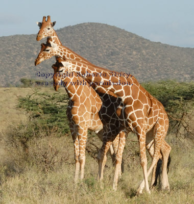 three reticulated giraffes