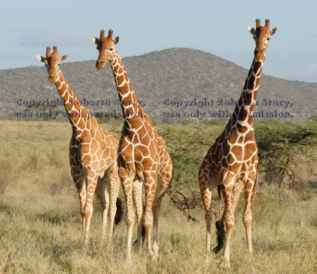 three reticulated giraffes