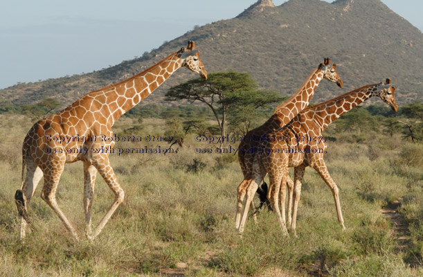 three reticulated giraffes