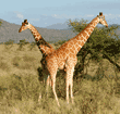 two reticulated giraffes