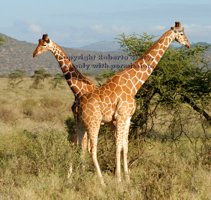 two reticulated giraffes