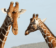 two reticulated giraffes