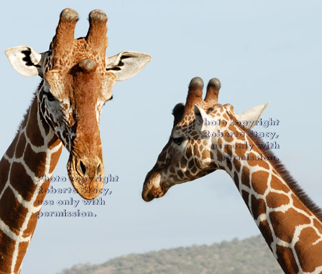 two reticulated giraffes