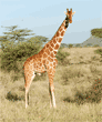 reticulated giraffe