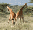 two reticulated giraffes, rear view