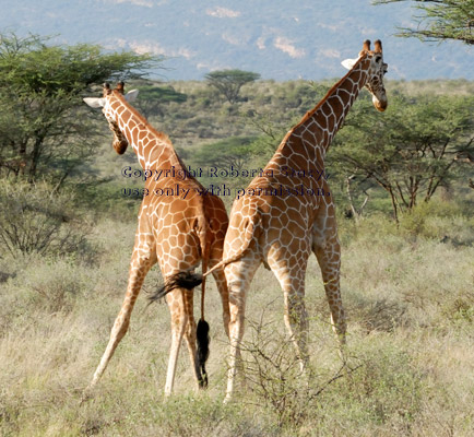 two reticulated giraffes, rear view