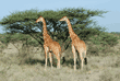 two reticulated giraffes standing in front of acacia tree