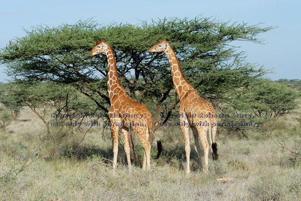 two reticulated giraffes standing in front of acacia tree