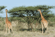 two reticulated giraffes at acacia tree