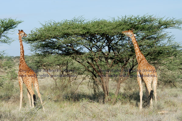 two reticulated giraffes at acacia tree