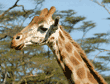 Rothschild's giraffe