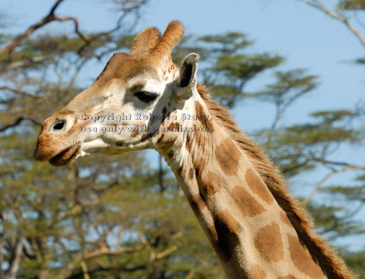 Rothschild's giraffe