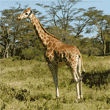 Rothschild's giraffe