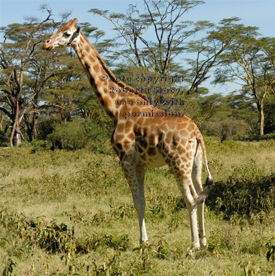 Rothschild's giraffe