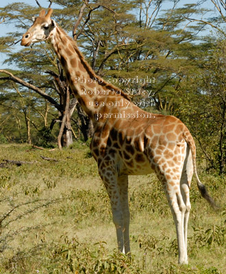 Rothschild's giraffe